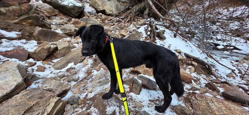 Picture of the Animal Listed